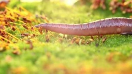 image of parasitic_flatworms