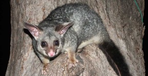 image of animal