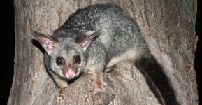 image of possum #42