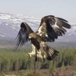 image of bird