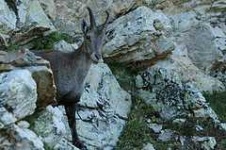 image of ibex