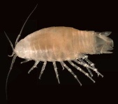 image of isopod