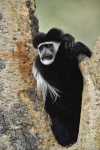 image of colobus #21