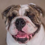image of animal
