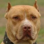 image of animal