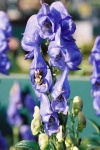 image of flower