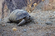 image of animal