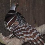 image of bird