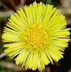 image of flower