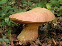 image of mushrooms