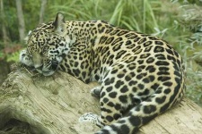 image of jaguar_car