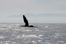 image of animal