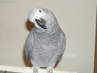 image of african_grey #26