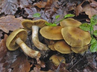 image of mushrooms