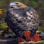 image of bird