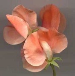 image of flower