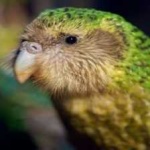 image of bird