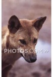 image of dingo