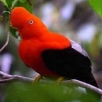 image of bird