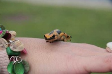image of european_fire_salamander