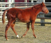 image of sorrel