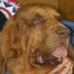 image of animal