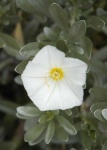 image of flower