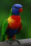 image of lory