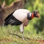 image of bird