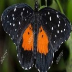 image of animal