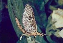 image of mayfly