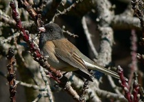 image of junco