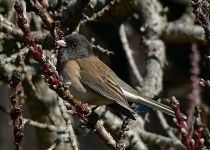 image of junco #3