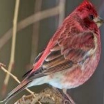 image of bird