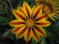 image of flower