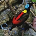 image of bird