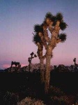 image of joshua_tree