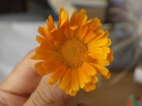 image of flower