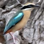 image of bird