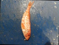 image of fish