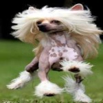 image of animal