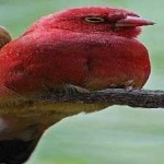 image of bird