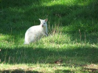 image of wallaby