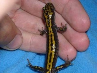 image of common_newt #17