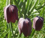 image of fritillary #30