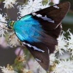 image of animal