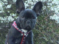 image of french_bulldog
