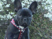 image of french_bulldog #6