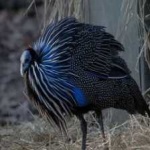 image of bird