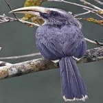 image of bird